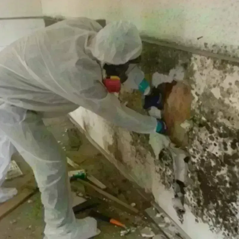 Mold Remediation and Removal in Bunnell, FL